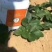 生根肥含氨基酸腐植酸冲施肥，专业生根