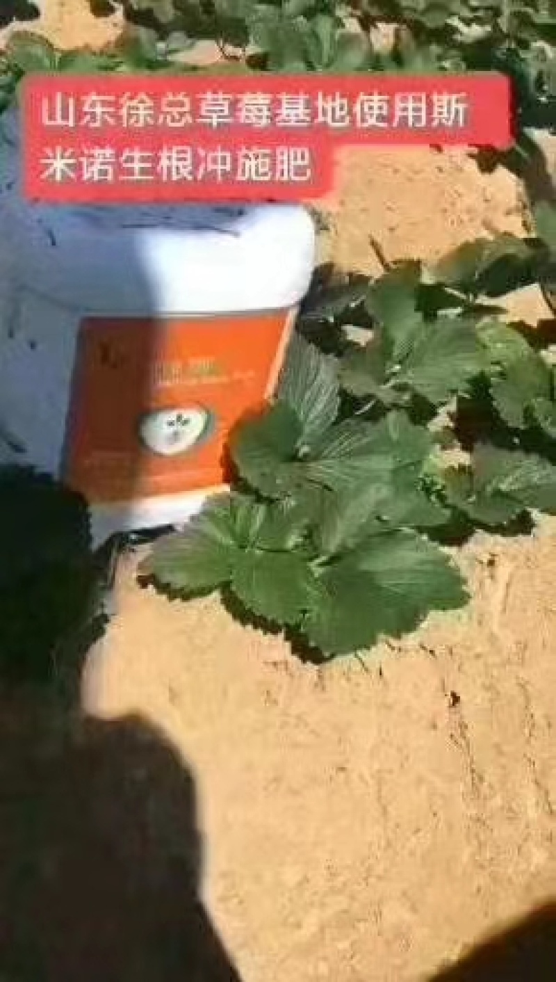 生根肥含氨基酸腐植酸冲施肥，专业生根