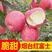 烟台红富士苹果树苗优质嫁接苹果树苗品种齐全量大从优