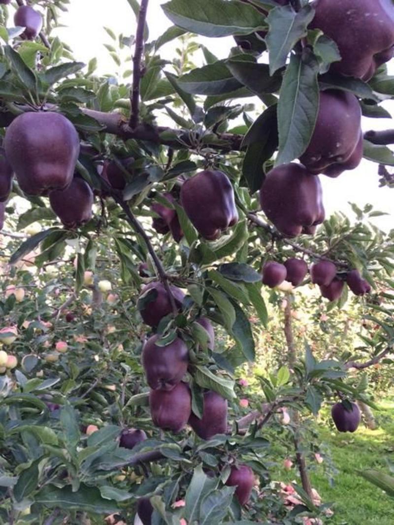 黑钻苹果树苗优质嫁接苹果树苗黑苹果树苗适合各地种植