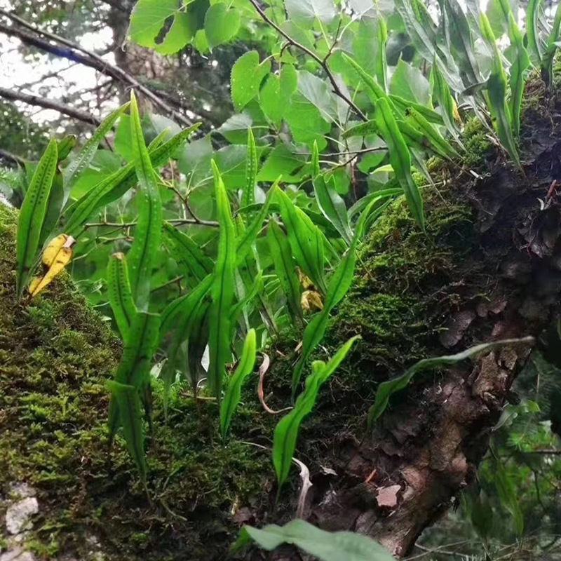化石草野生正品肾精草产地直供无硫熏原色包邮