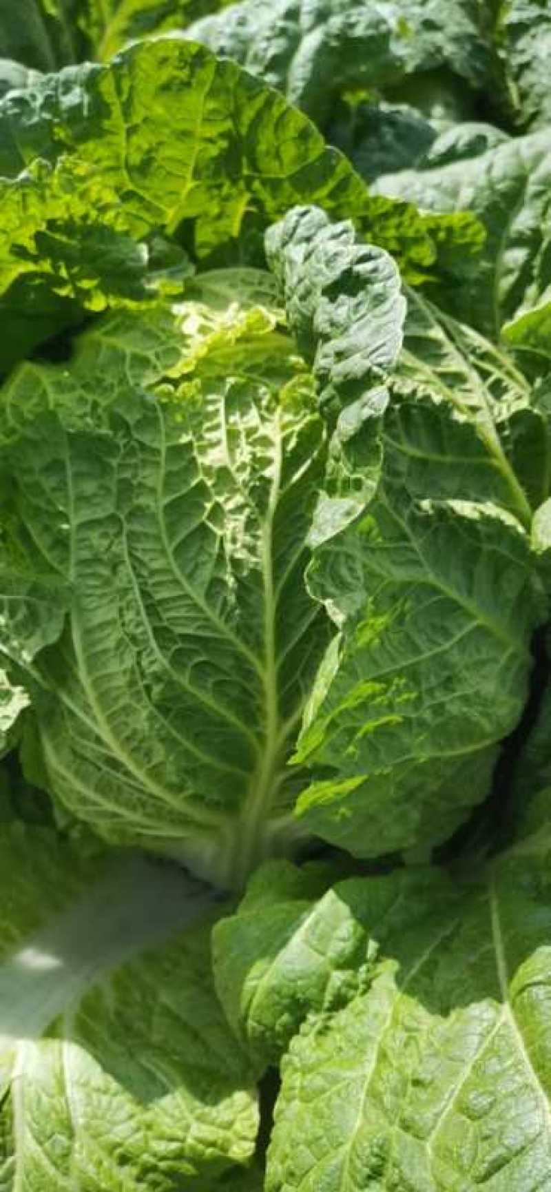 东北大白菜黄心菜456斤