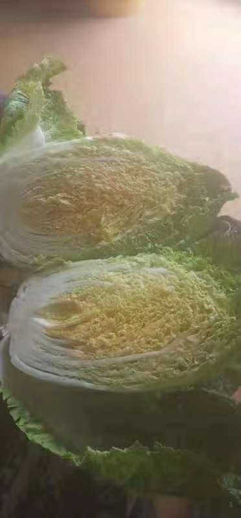 东北大白菜黄心菜456斤