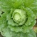 东北大白菜黄心菜456斤