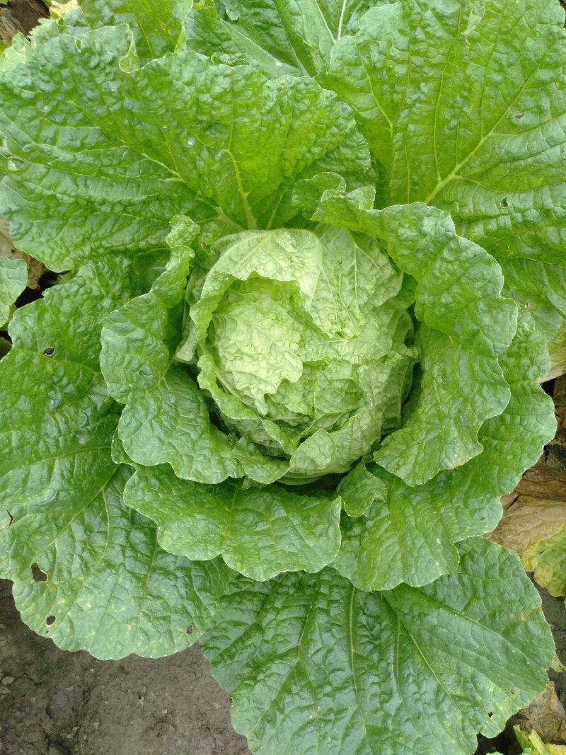 东北大白菜黄心菜456斤