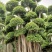 造型小叶榕桩头,大型原叶造型景观小叶榕桩头,层次造型榕树