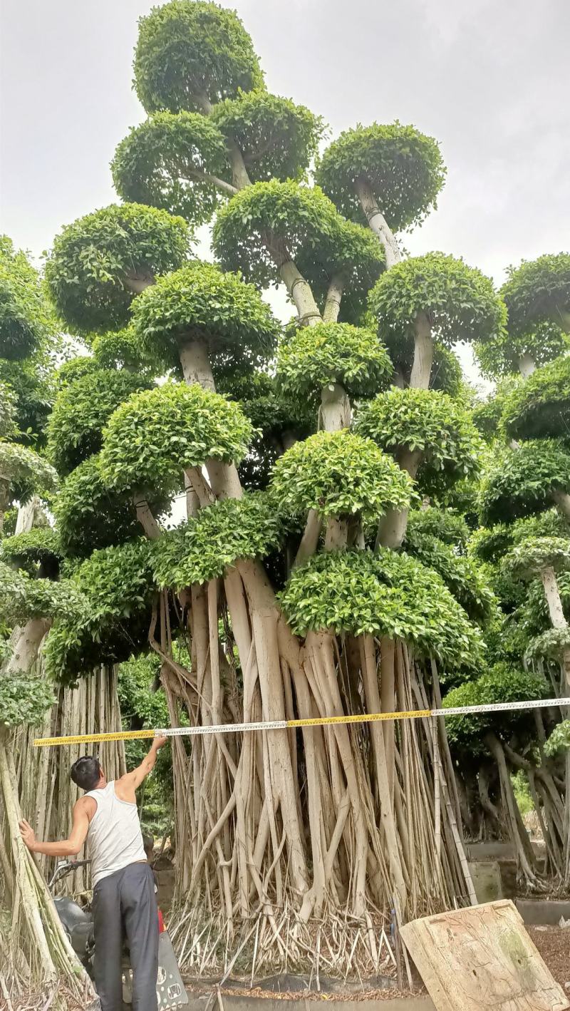 造型小叶榕桩头，大型原叶造型景观小叶榕桩头，层次造型榕树