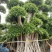 造型小叶榕桩头,大型原叶造型景观小叶榕桩头,层次造型榕树
