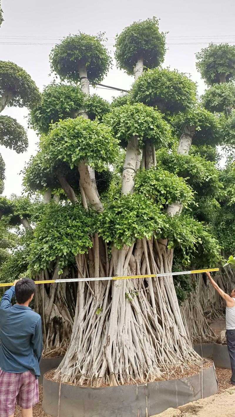 造型小叶榕桩头，大型原叶造型景观小叶榕桩头，层次造型榕树