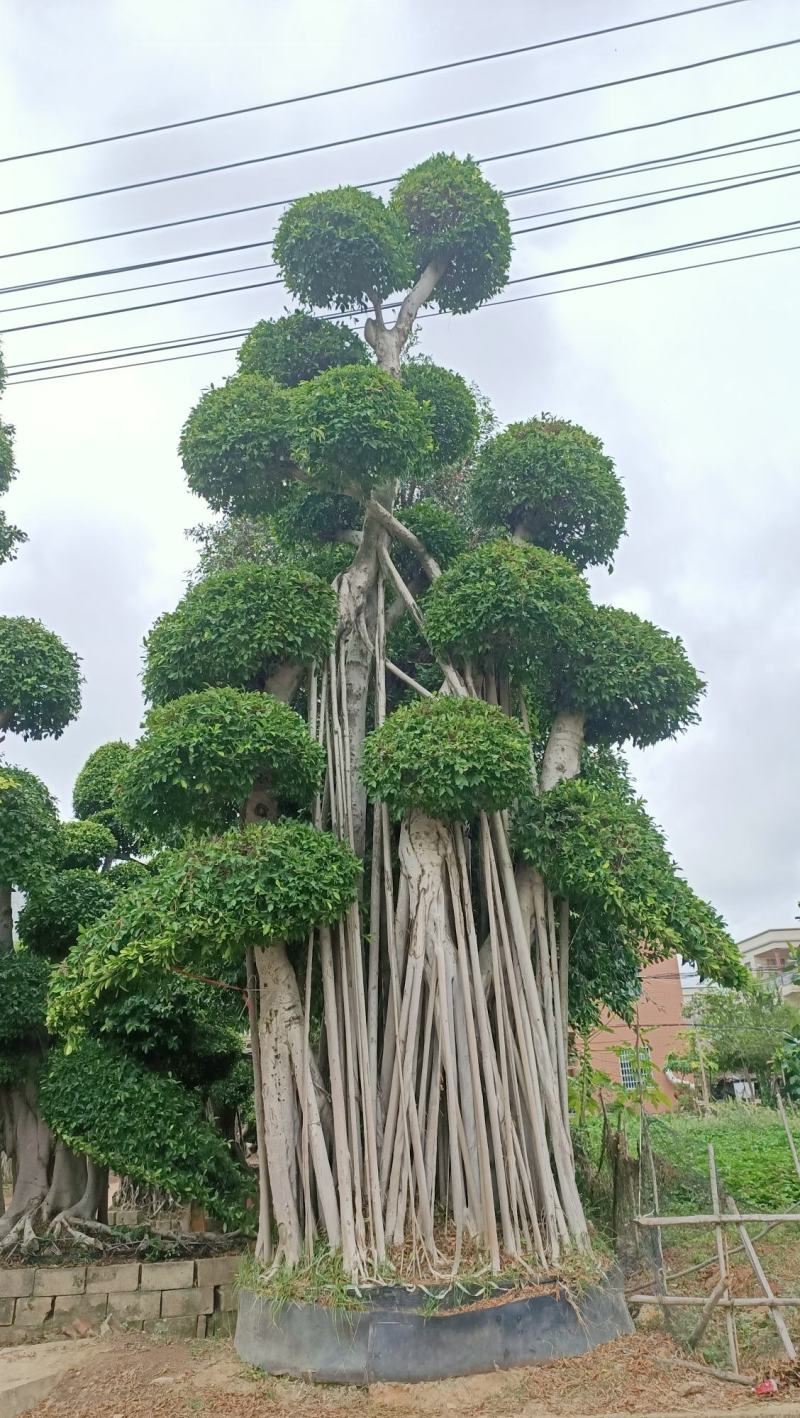 造型小叶榕桩头，大型原叶造型景观小叶榕桩头，层次造型榕树