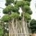 造型小叶榕桩头,大型原叶造型景观小叶榕桩头,层次造型榕树
