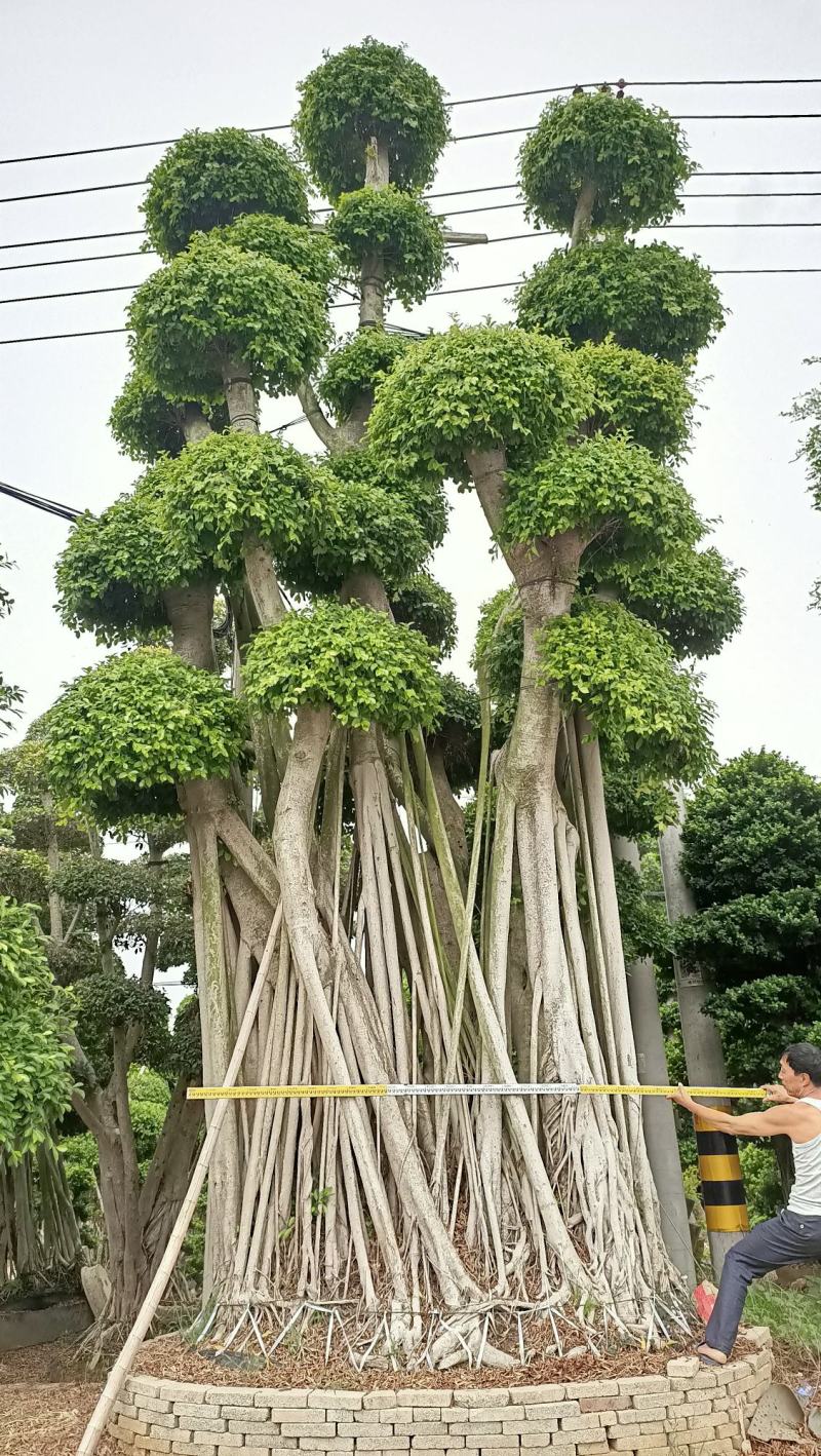 造型小叶榕桩头，大型原叶造型景观小叶榕桩头，层次造型榕树
