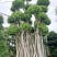 造型小叶榕桩头,大型原叶造型景观小叶榕桩头,层次造型榕树