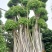 造型小叶榕桩头,大型原叶造型景观小叶榕桩头,层次造型榕树
