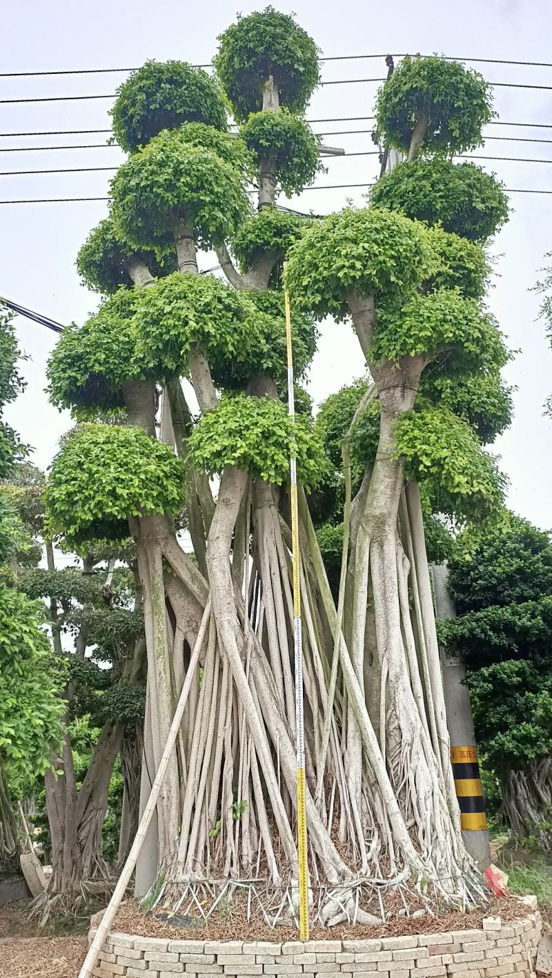 造型小叶榕桩头，大型原叶造型景观小叶榕桩头，层次造型榕树