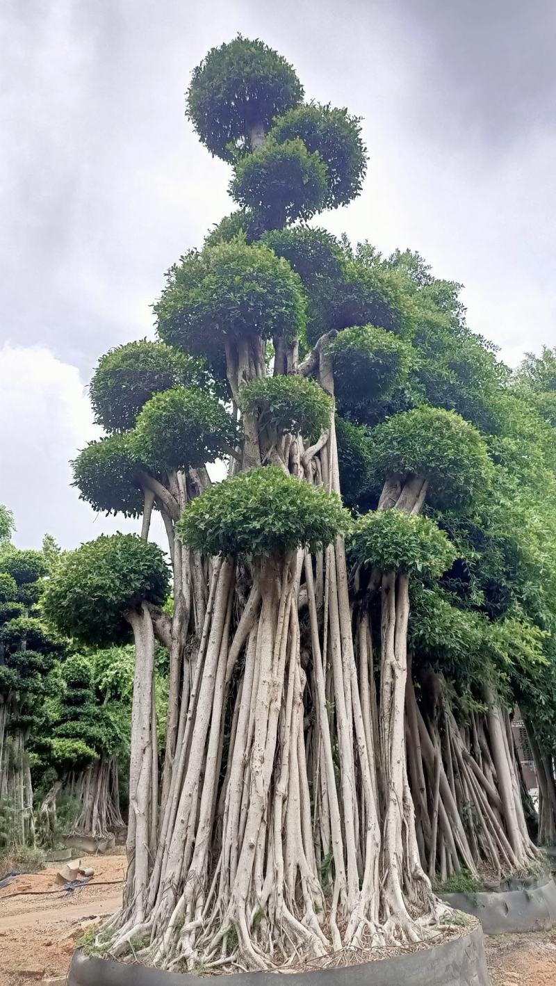 造型小叶榕桩头，大型原叶造型景观小叶榕桩头，层次造型榕树