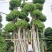 造型小叶榕桩头,大型原叶造型景观小叶榕桩头,层次造型榕树