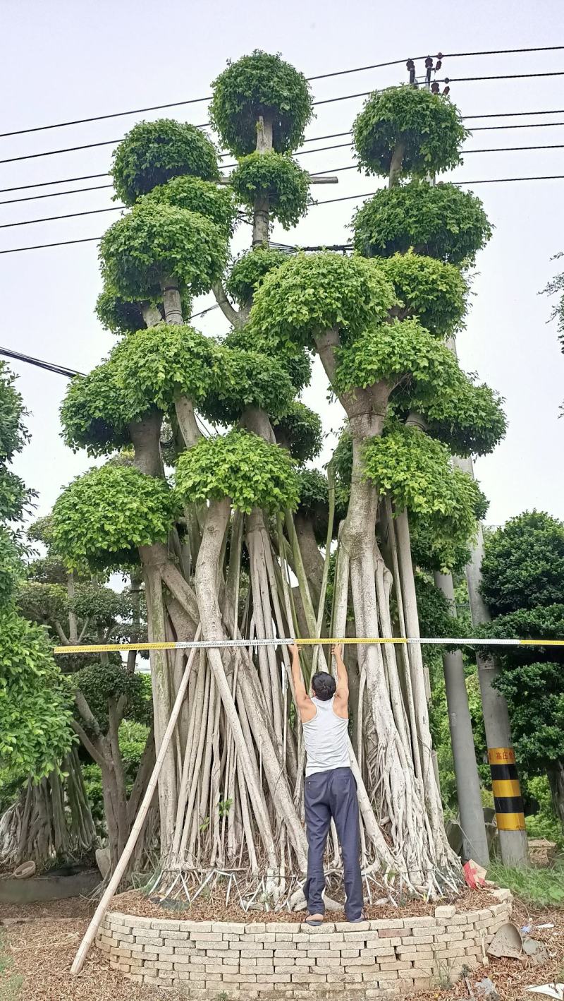 造型小叶榕桩头，大型原叶造型景观小叶榕桩头，层次造型榕树