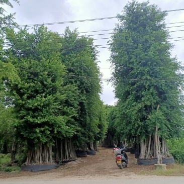 大型全冠景观小叶榕绿化树,原生小叶榕桩头,气根榕树桩景
