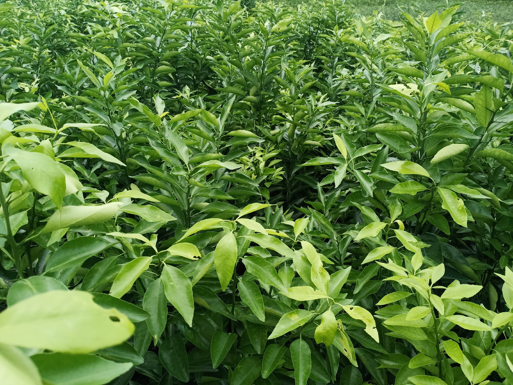 果农正在选购沃柑果苗