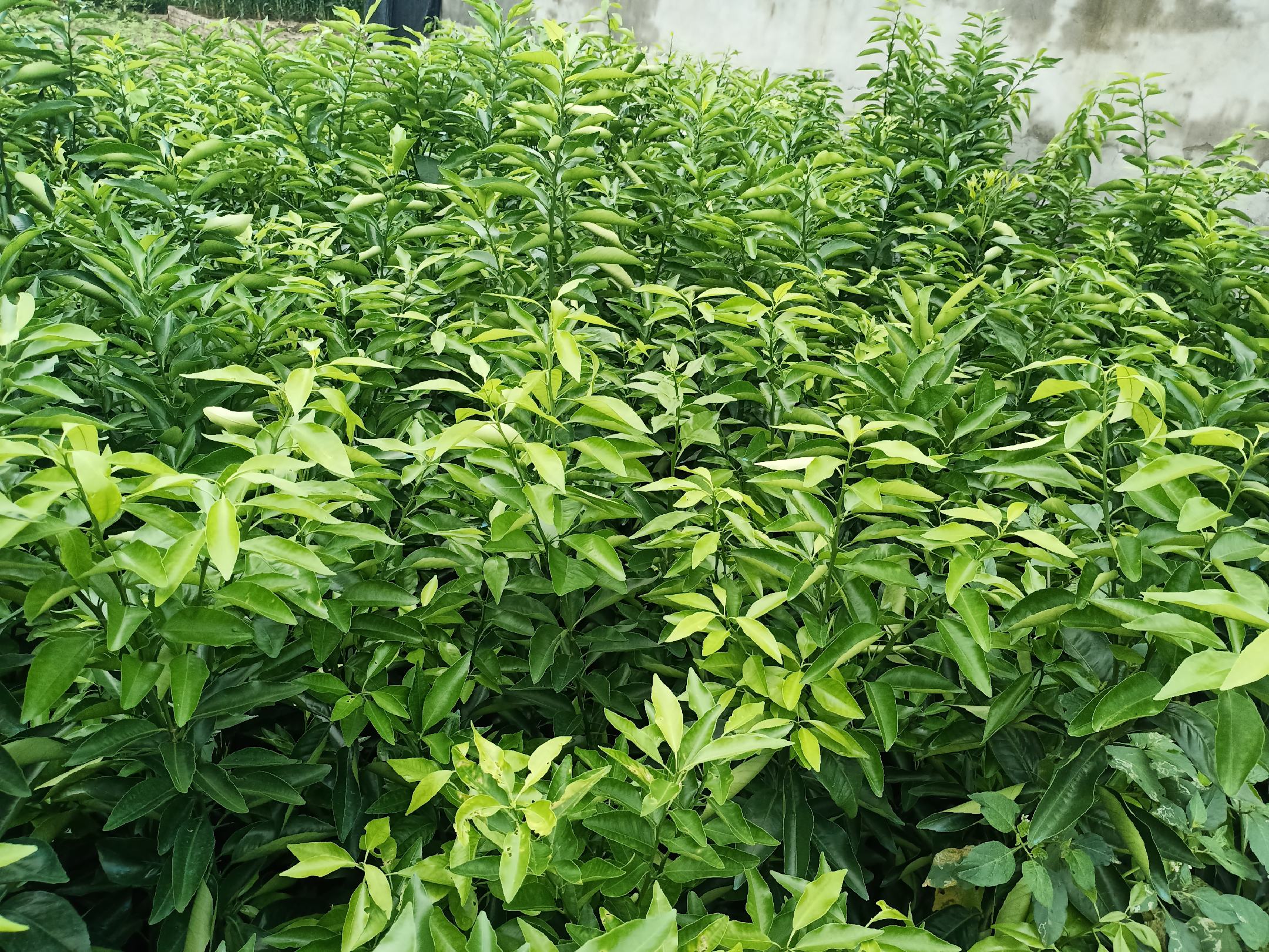 沃柑去皮去籽处理