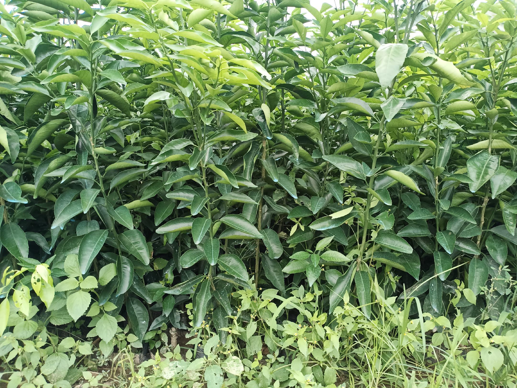 沃柑果园实景图