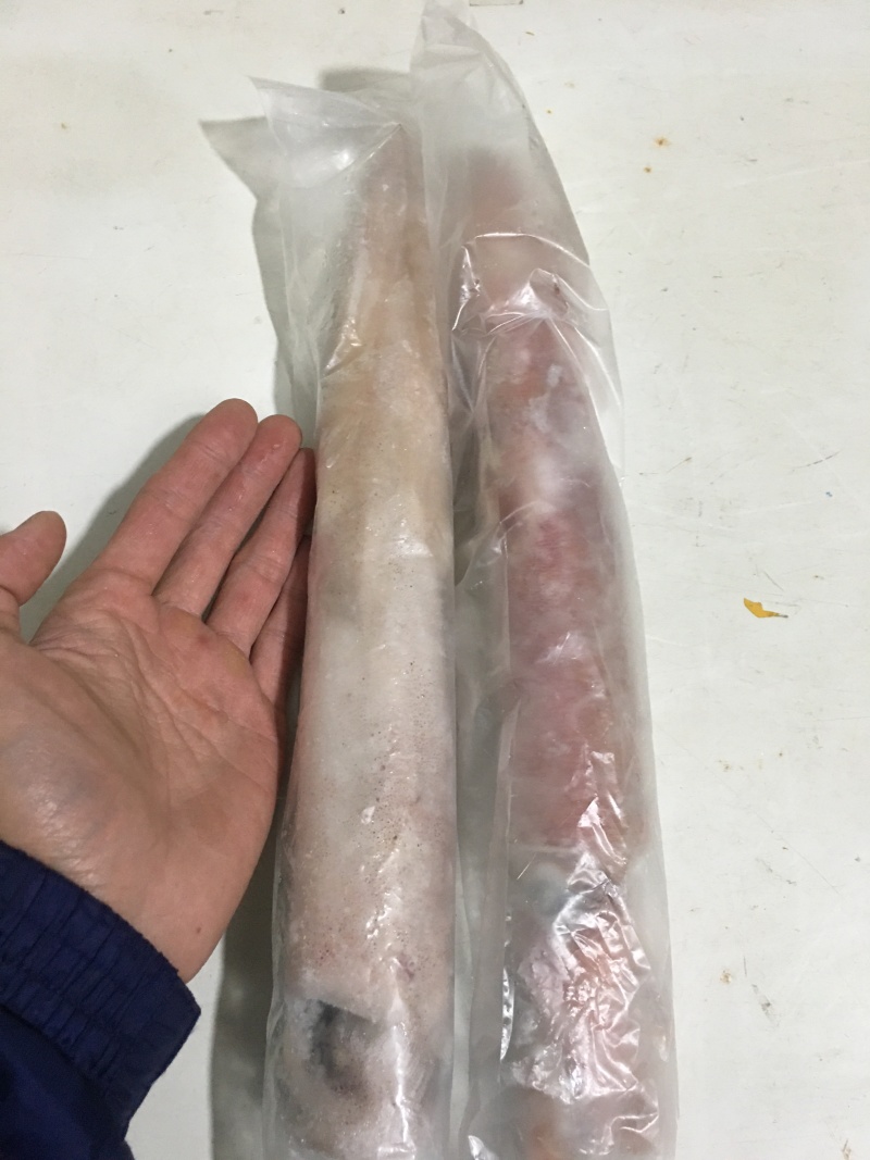海捕大鱿鱿鱼筒一个6两起