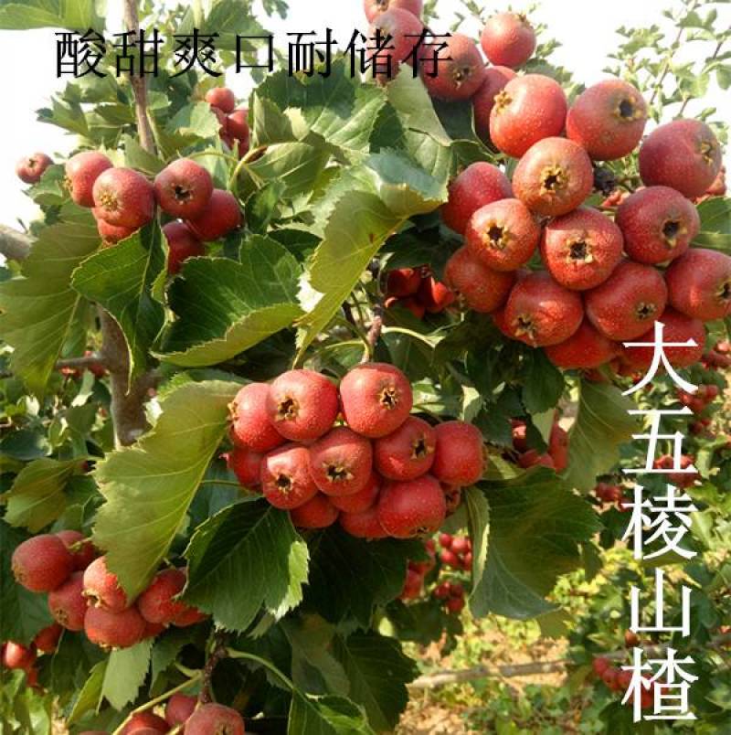山楂树苗，大金星大五棱黄金山楂苗酸甜爽口正品直发签约包邮