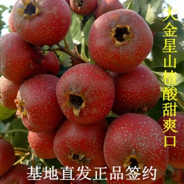 山楂树苗，大金星大五棱黄金山楂苗酸甜爽口正品直发签约包邮