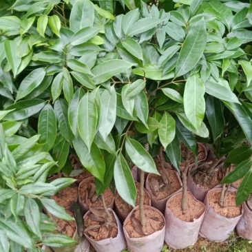 妃子笑，桂味，香荔，无核荔，三月红荔枝苗产地批发零售