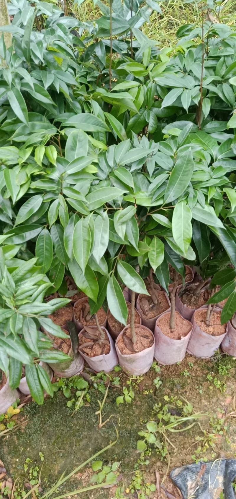 妃子笑，桂味，香荔，无核荔，三月红荔枝苗产地批发零售