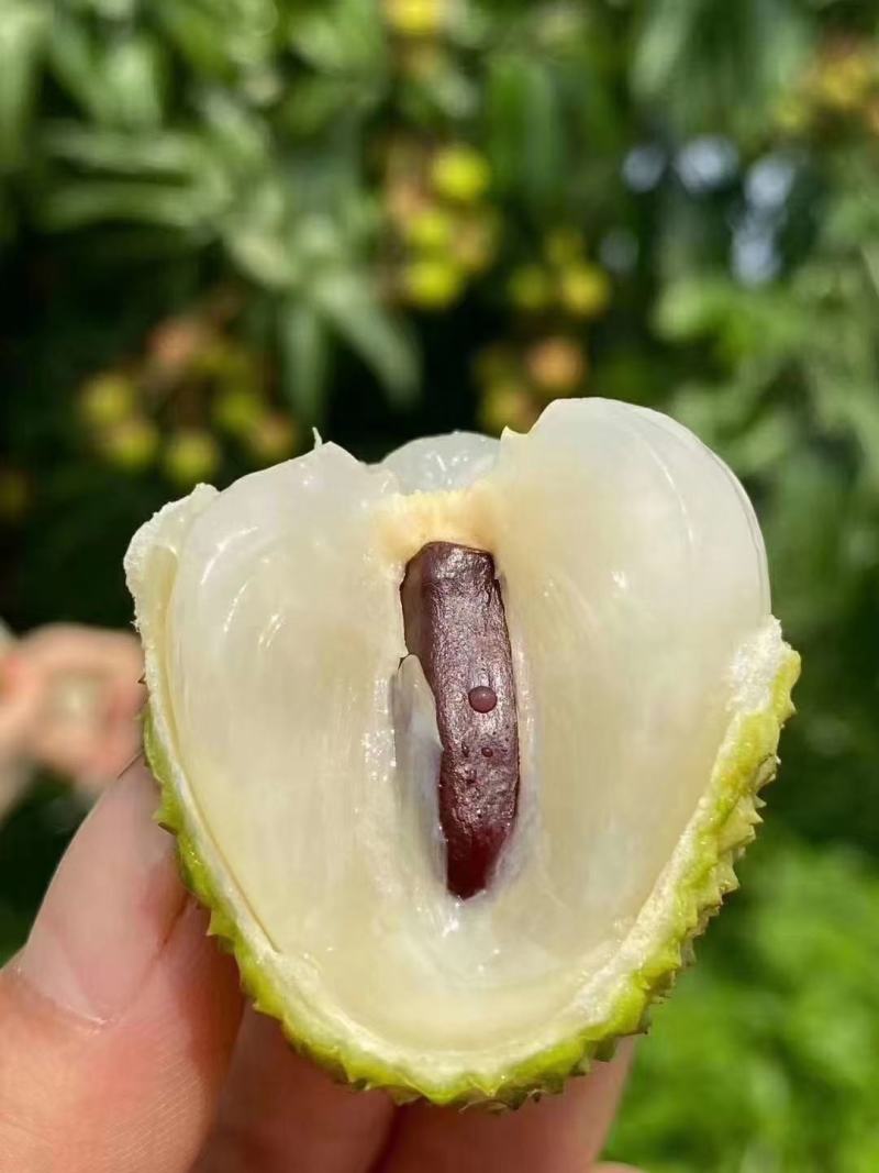 妃子笑，桂味，香荔，无核荔，三月红荔枝苗产地批发零售
