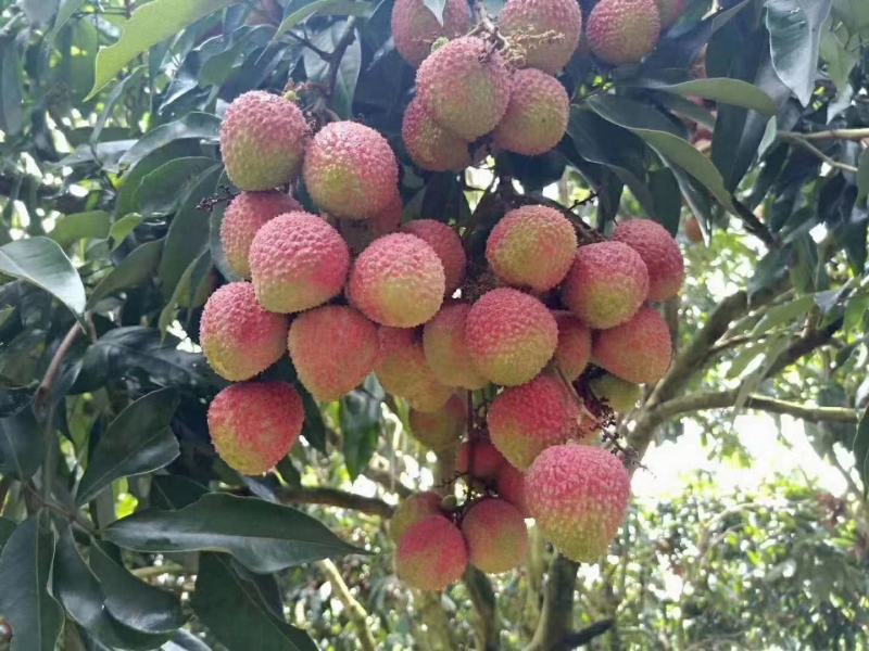 妃子笑，桂味，香荔，无核荔，三月红荔枝苗产地批发零售
