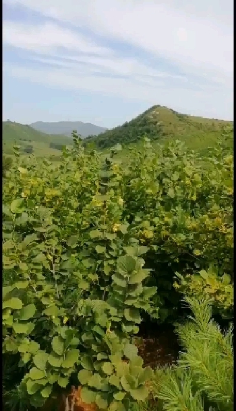 铁岭大榛子香熟榛子，手拍开口榛子产地，原味山榛子，新榛子