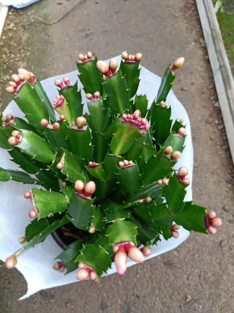 蟹爪兰蟹爪莲多色混搭青州黄楼基地直发