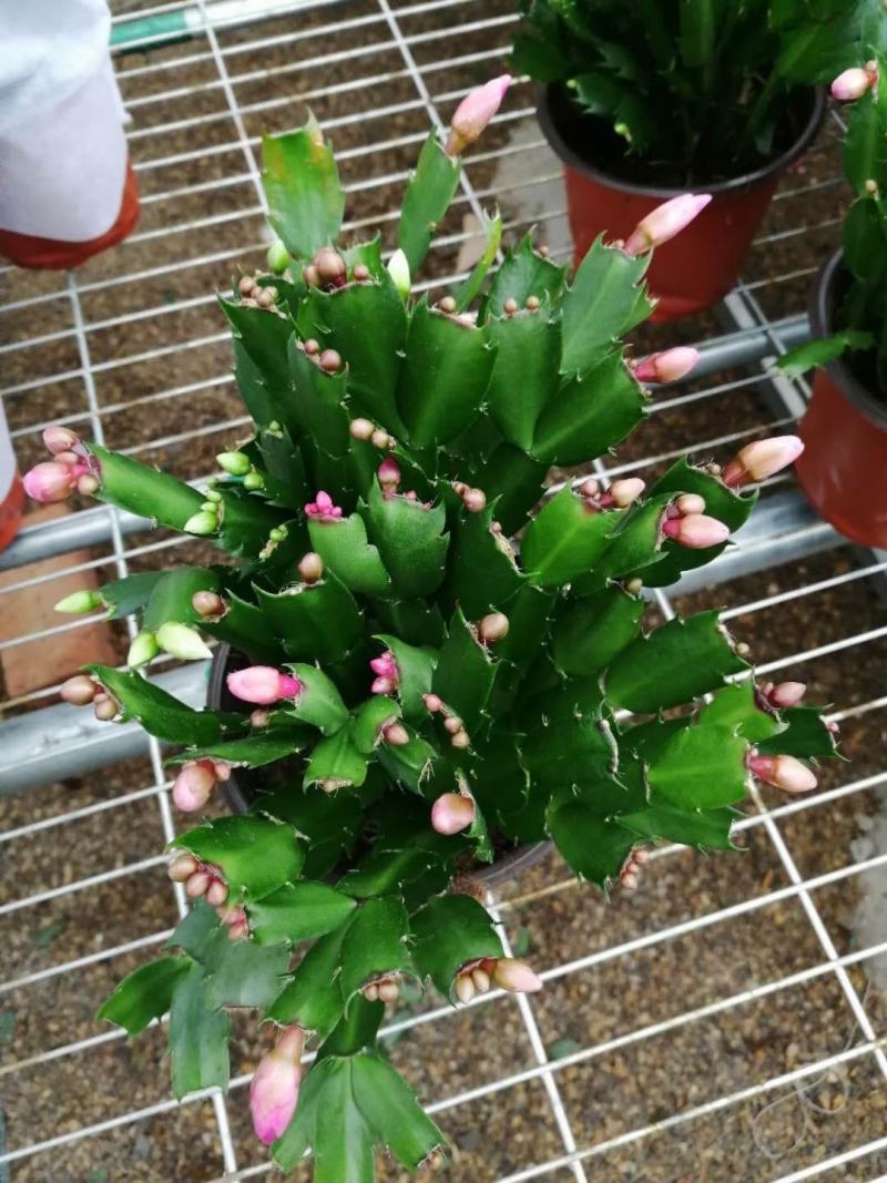 蟹爪兰蟹爪莲多色混搭青州黄楼基地直发