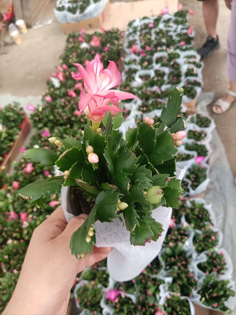蟹爪兰蟹爪莲多色混搭青州黄楼基地直发