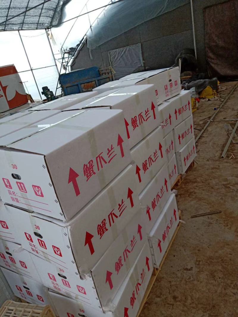 蟹爪兰蟹爪莲多色混搭青州黄楼基地直发