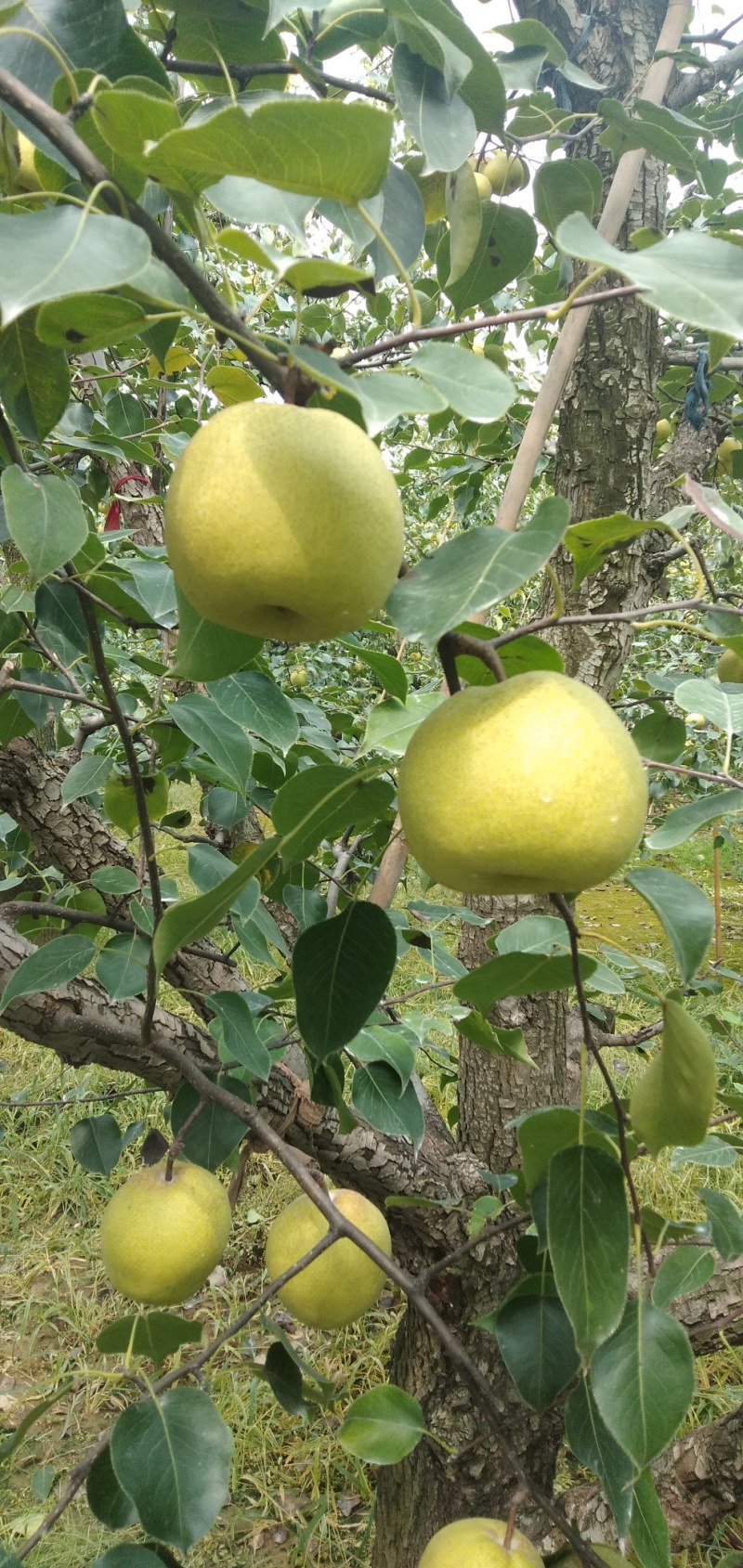 砀山县梨，砀山贡梨，酥梨，大上市万亩产地直销