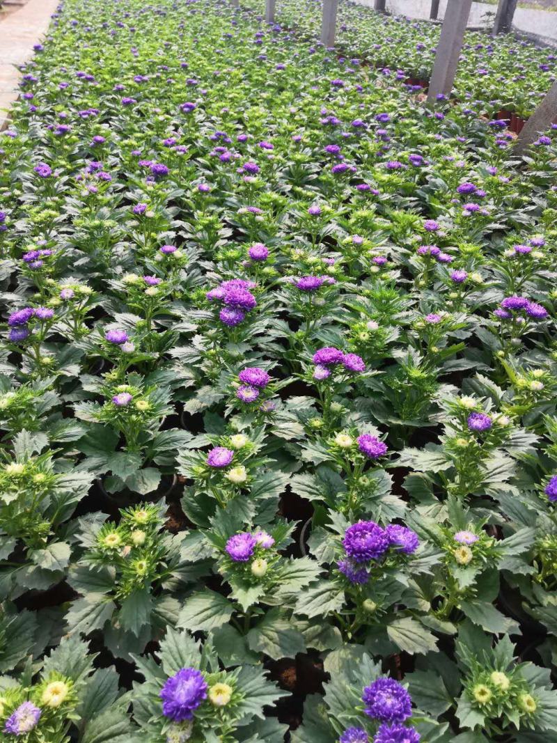 翠菊，基地直销，常年销售各种绿化苗木。