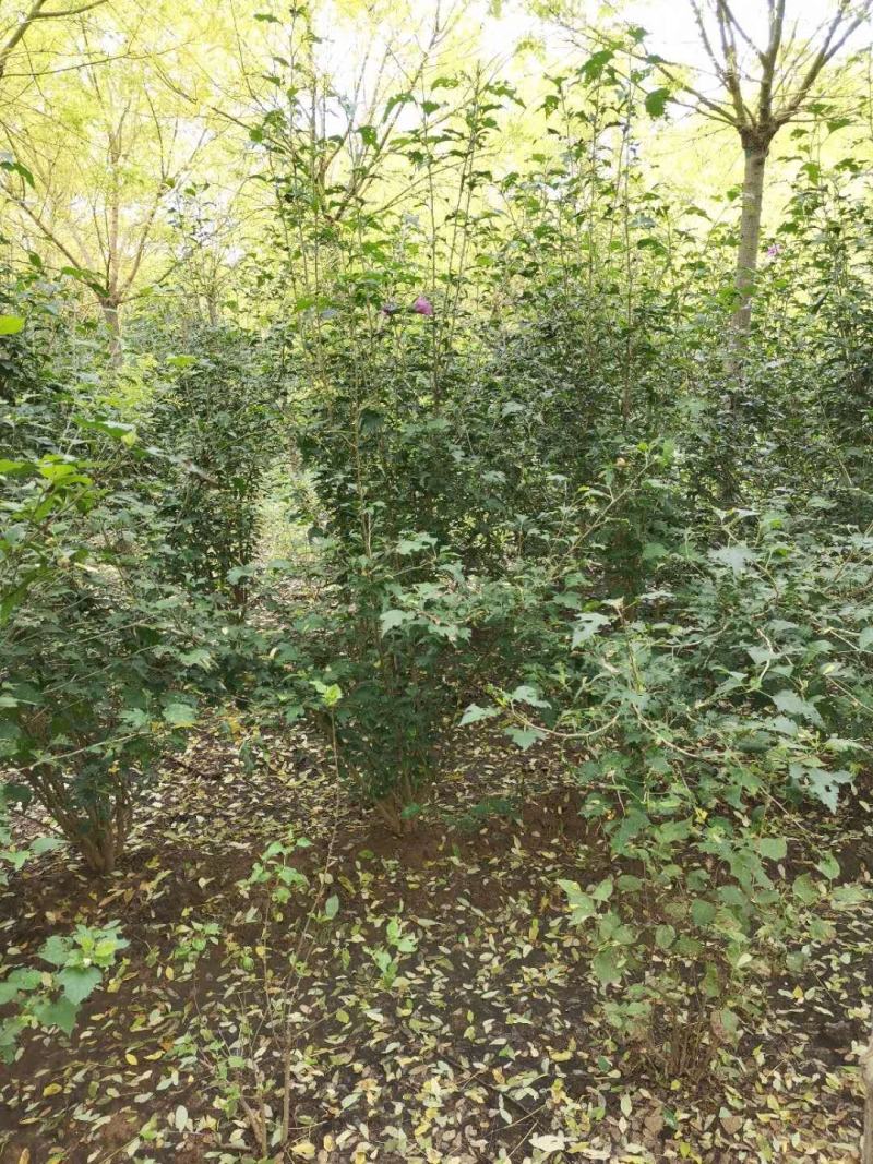 红花木槿树重瓣木槿木槿花丛生木槿规格齐全
