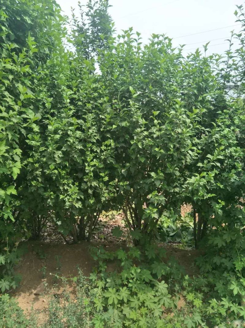 红花木槿树重瓣木槿木槿花丛生木槿规格齐全