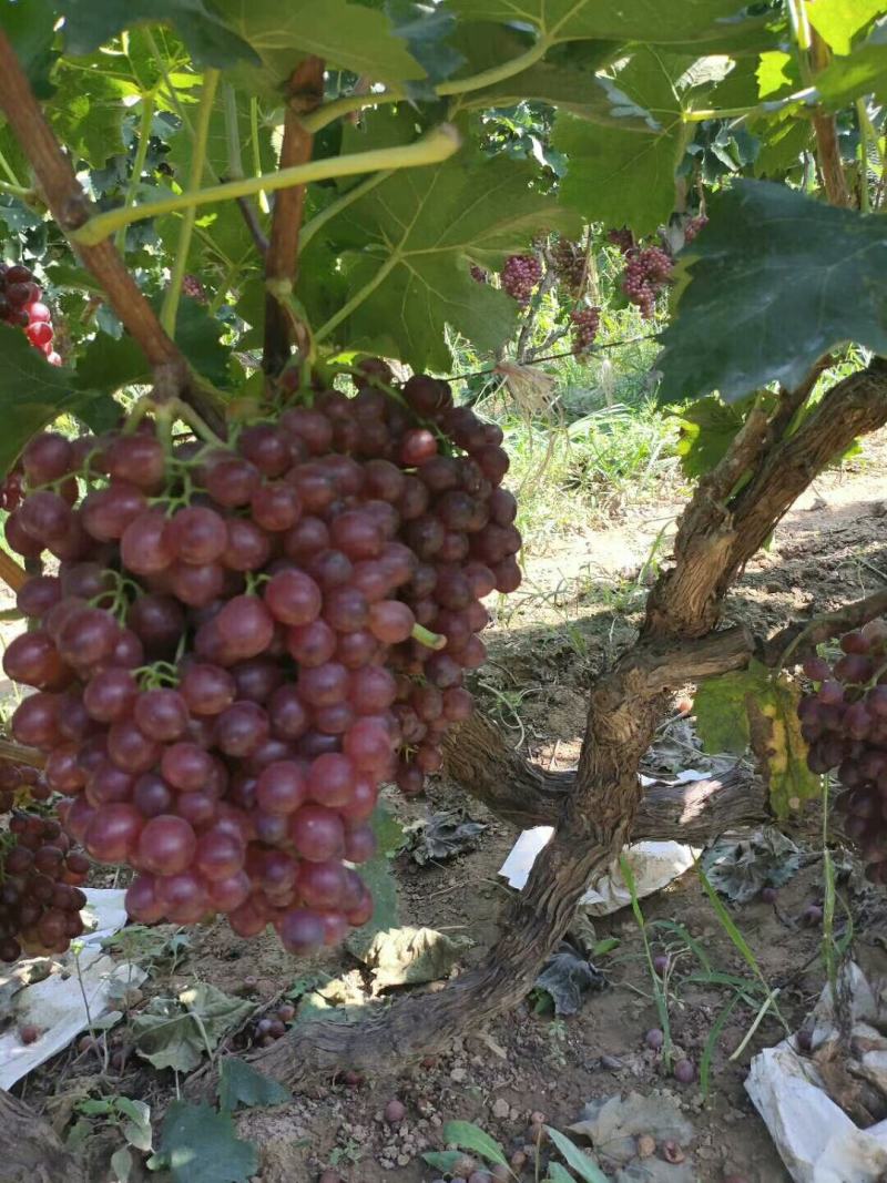 红宝石葡萄万亩葡萄基地