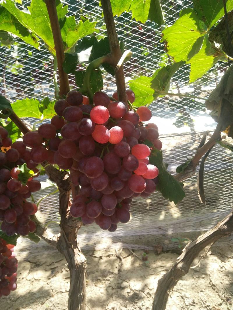 红宝石葡萄万亩葡萄基地