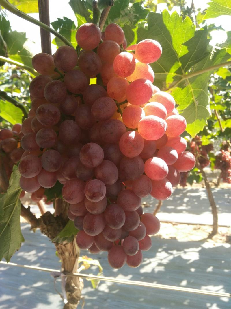 红宝石葡萄万亩葡萄基地