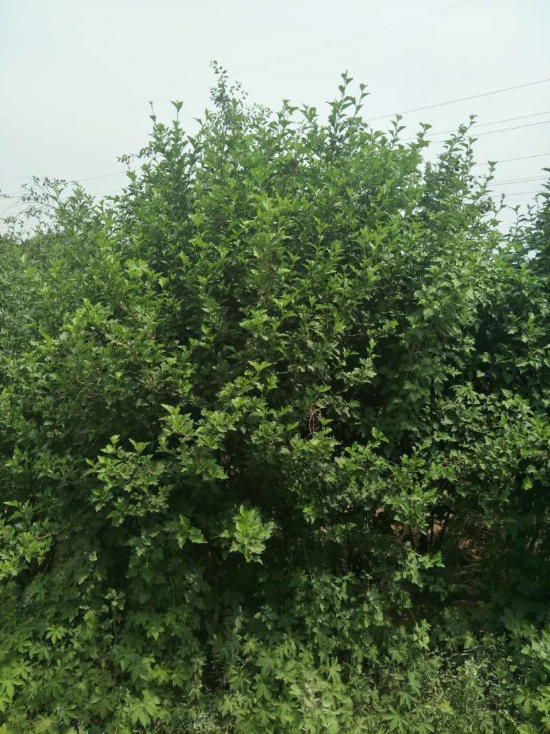 红花木槿树木槿花木槿丛生木槿规格齐全