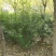 红花木槿树木槿花木槿丛生木槿规格齐全