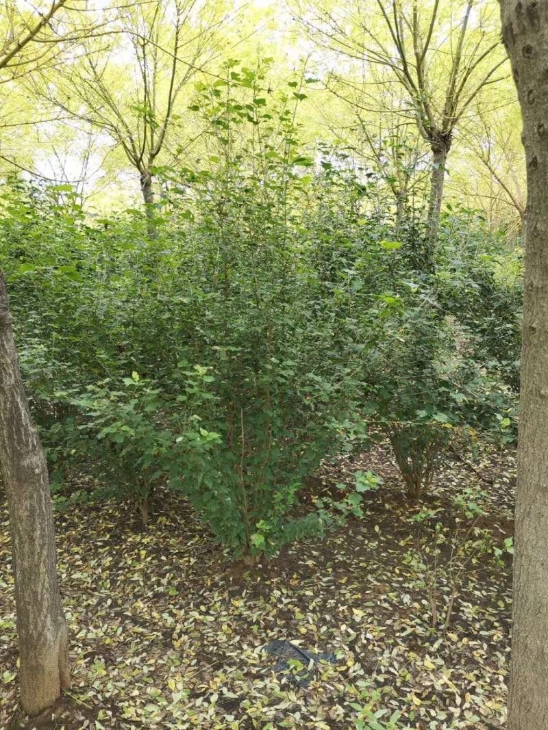 红花木槿树木槿花木槿丛生木槿规格齐全