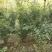 红花木槿树木槿花木槿丛生木槿规格齐全