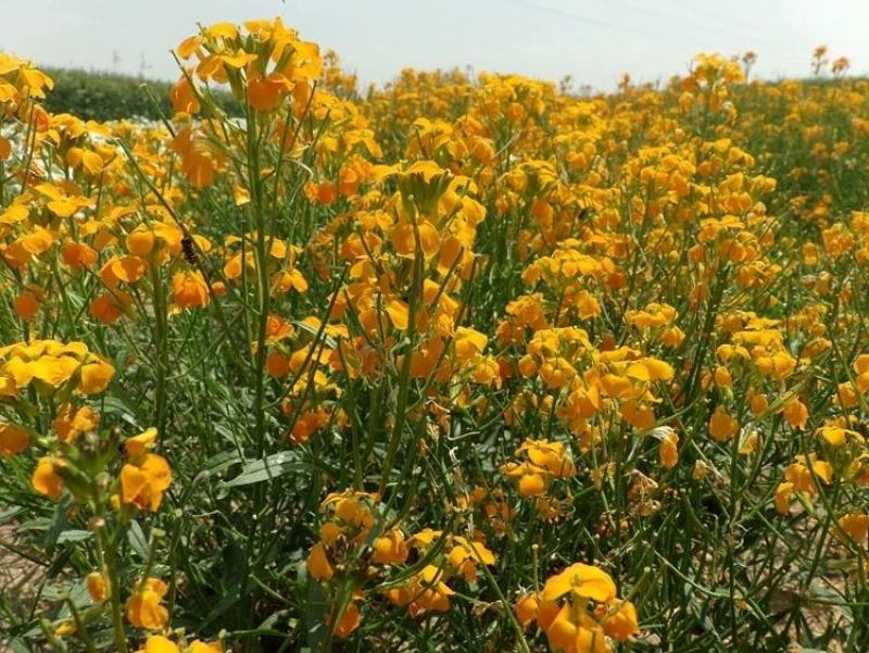 七里黄种子十字花科多年生草本耐寒观花植物花海专用花卉草籽